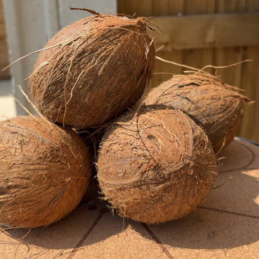 Ghana Coconut 1pcs